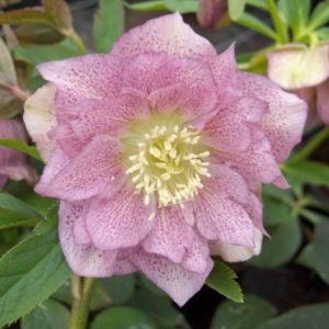 Helleborus orientalis 'Pink Double'/ Keleti hunyor