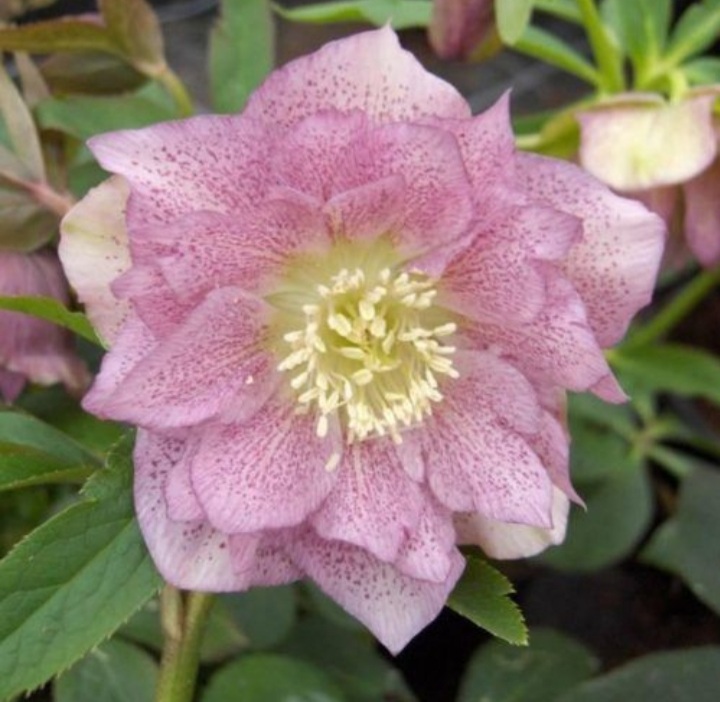 Helleborus orientalis 'Pink Double'/ Keleti hunyor
