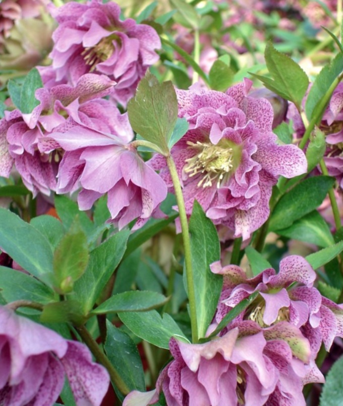 Helleborus orientalis 'Pink Double'/ Keleti hunyor - Image 2