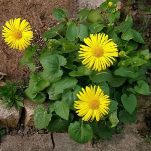 Doronicum orientale 'Little Leo'/ Kaukázusi zergevirág