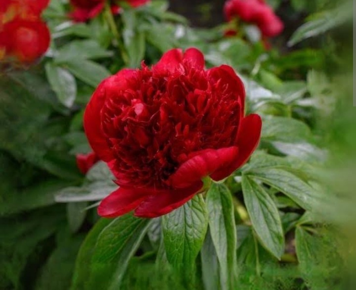 Paeonia lactiflora 'Rubra Plena'/ Lágyszárú bazsarózsa
