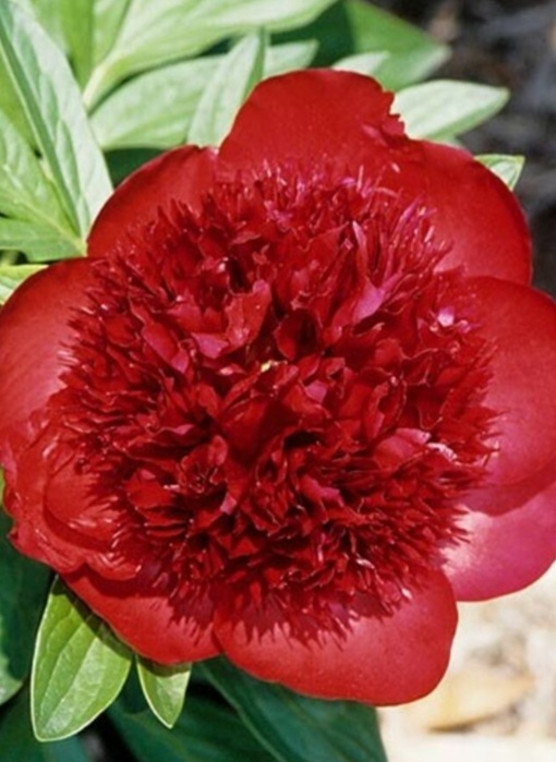 Paeonia lactiflora 'Rubra Plena'/ Lágyszárú bazsarózsa - Image 2