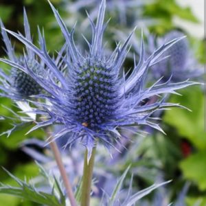 Eryngium x zabelii 'Big Blue'/ Iringó
