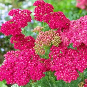 Achillea millefolium 'Saucy Seduction'/ Közönséges cickafark, Élénkrózsaszín