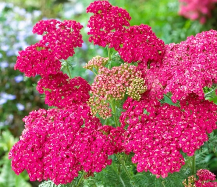 Achillea millefolium 'Saucy Seduction'/ Közönséges cickafark, Élénkrózsaszín