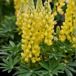 Lupinus 'Chandelier'/ Csillagfürt, Sárga