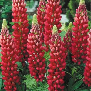 Lupinus polyphyllus 'My Castle'/ Csillagfürt, Piros