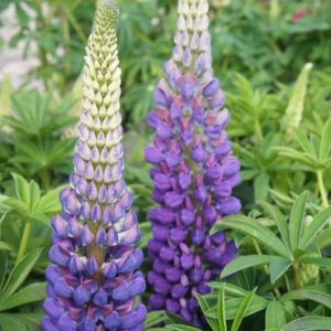 Lupinus polyphyllus 'The Governor'/ Csillagfürt, Kék
