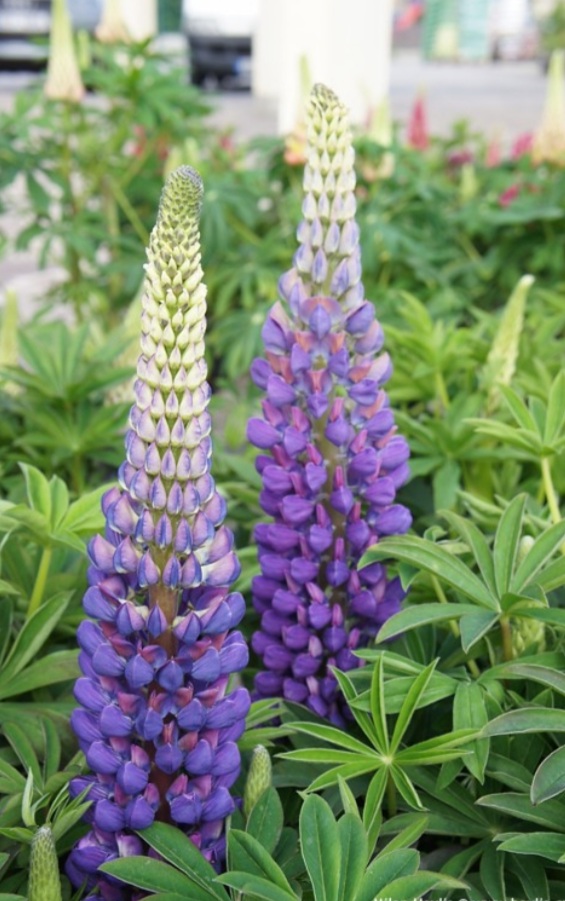 Lupinus polyphyllus 'The Governor'/ Csillagfürt, Kék