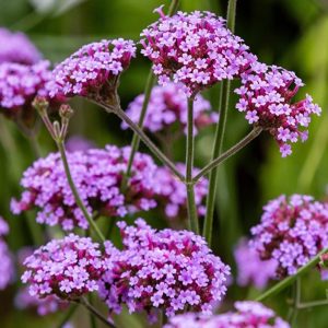 Verbena bonariensis 'Violet Blue'/ Ernyős verbéna