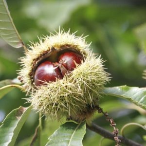 Castanea sativa 'Bouche de Betizac'/ Szelidgesztenye