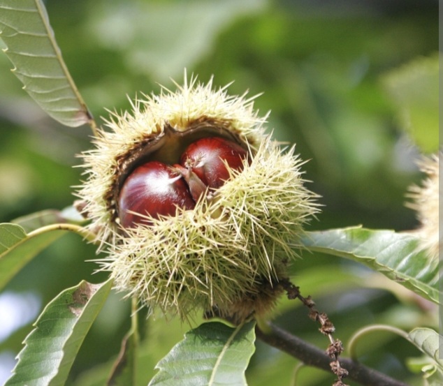 Castanea sativa 'Bouche de Betizac'/ Szelidgesztenye