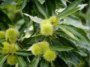 Castanea sativa 'Bouche de Betizac'/ Szelidgesztenye - Image 2