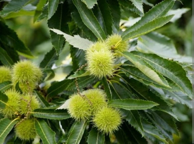 Castanea sativa 'Bouche de Betizac'/ Szelidgesztenye - Image 2