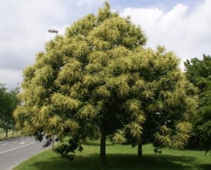 Castanea sativa 'Bouche de Betizac'/ Szelidgesztenye - Image 3