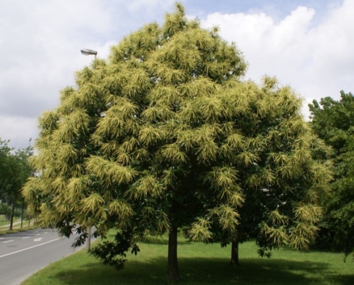 Castanea sativa 'Bouche de Betizac'/ Szelidgesztenye - Image 3