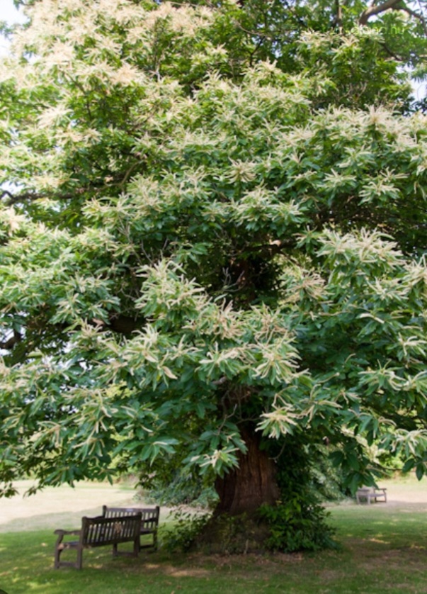 Castanea sativa 'Bouche de Betizac'/ Szelidgesztenye - Image 4