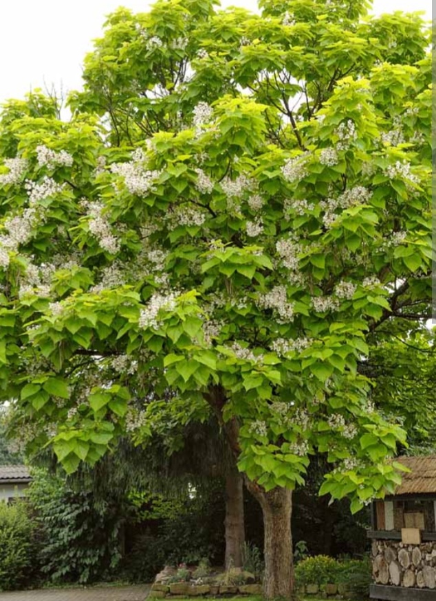 Catalpa bignonioides/ Szivarfa