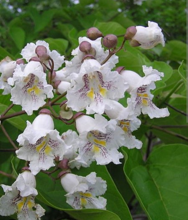 Catalpa bignonioides/ Szivarfa - Image 2