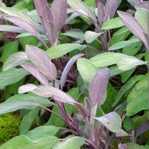Salvia officinalis 'Purpurascens'/ Bordó levelű orvosi zsálya