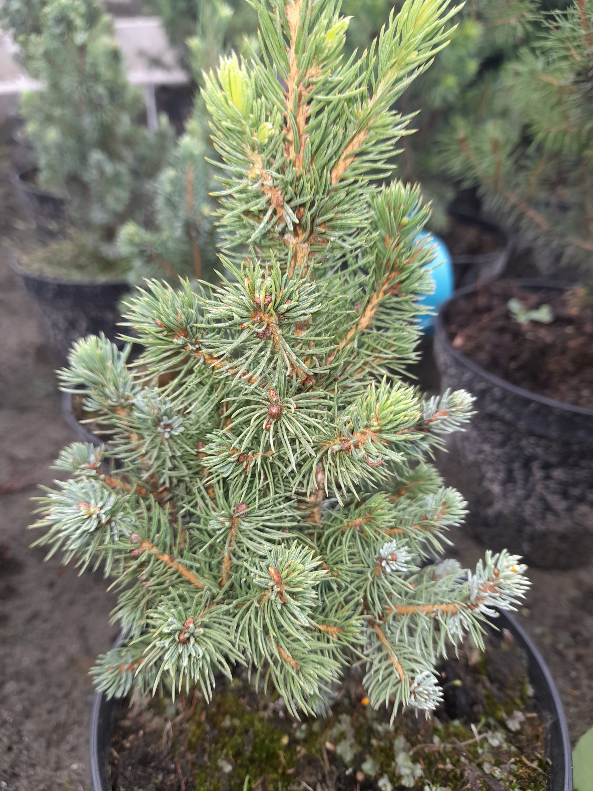 Picea glauca 'Sanders Blue'/ Kék cukorsüvegfenyő - Image 2