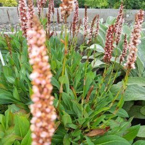 Persicaria affinis 'Darjeeling Red'/ Örökzöld keserűfű