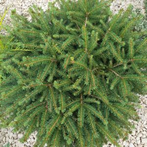 Picea abies 'Nidiformis'/ Törpe fészekfenyő