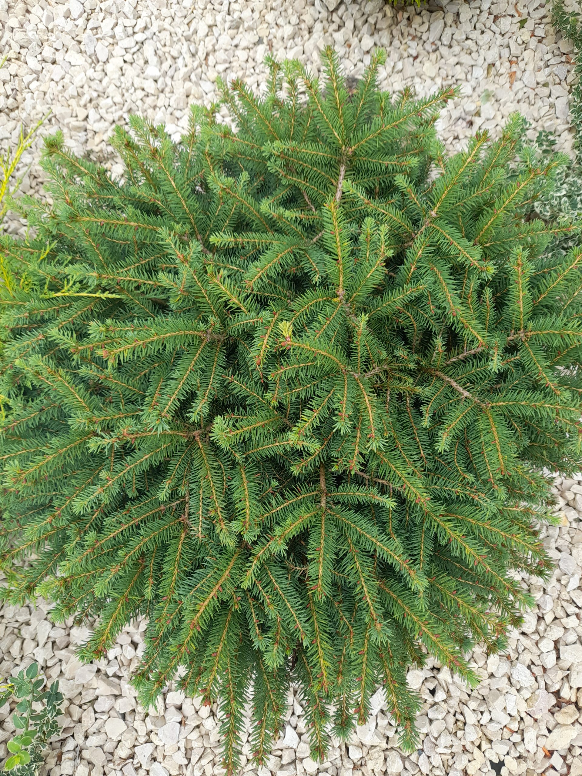 Picea abies 'Little Gem'/ Törpe fészekfenyő