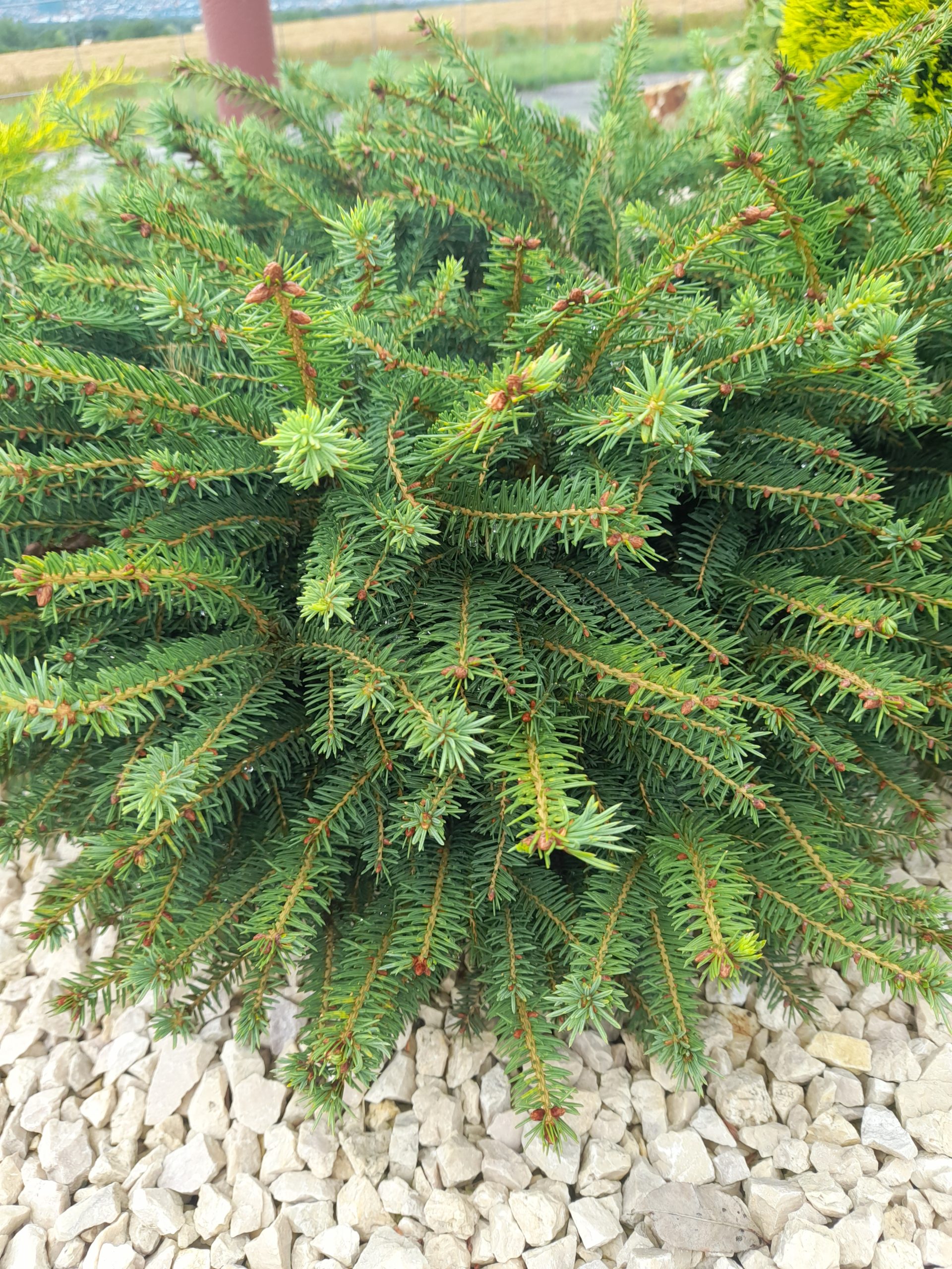 Picea abies 'Little Gem'/ Törpe fészekfenyő - Image 2