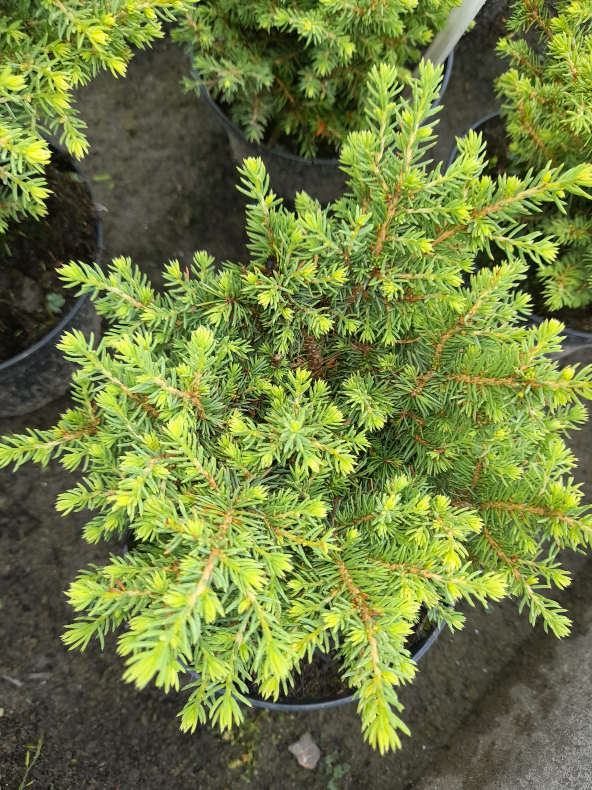 Picea abies 'Little Gem'/ Törpe fészekfenyő - Image 3