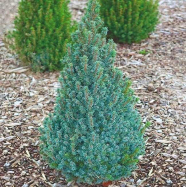 Picea glauca 'Sanders Blue'/ Kék cukorsüvegfenyő - Image 3