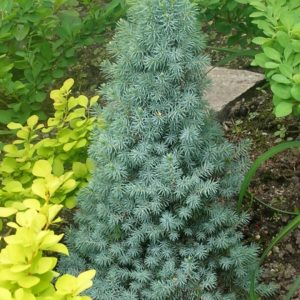 Picea glauca 'Sanders Blue'/ Kék cukorsüvegfenyő