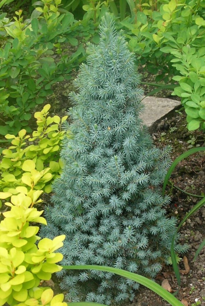 Picea glauca 'Sanders Blue'/ Kék cukorsüvegfenyő