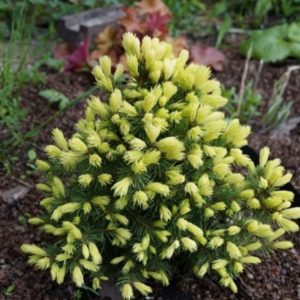 Picea glauca 'Rainbow's End'/ Sárga cukorsüvegfenyő
