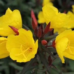 Oenothera 'Africa Sun'/ Ligetszépe