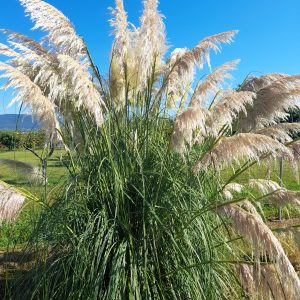 Cortaderia selloana 'White Plumes'/ Ezüstös pampafű, krémfehér