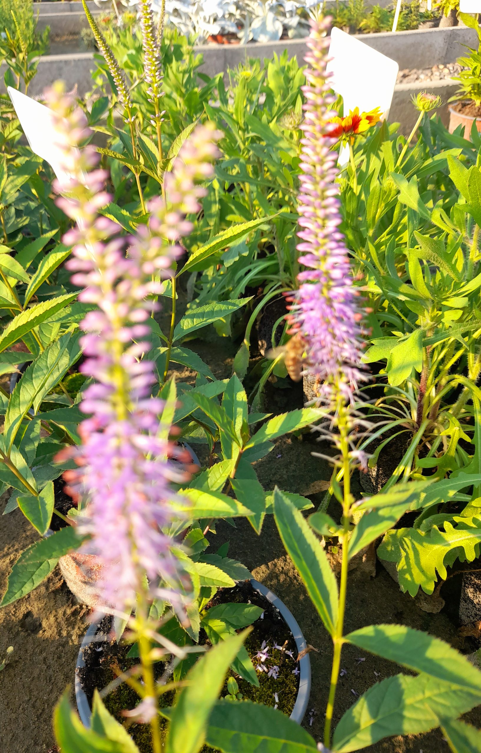 Veronicastrum virginicum 'Fascination'/ Virginiai veronika - 2. kép