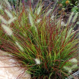 Pennisetum alopecuroides 'Burgundy Bunny'/ Tollborzfű