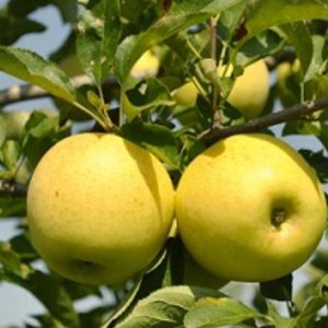 Golden Delicious 'Reinders' Alma