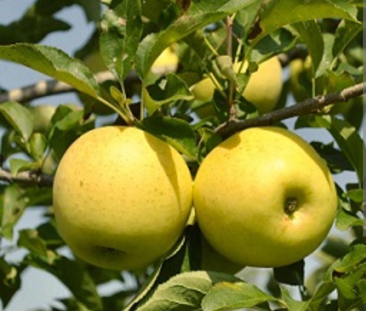 Golden Delicious 'Reinders' Alma