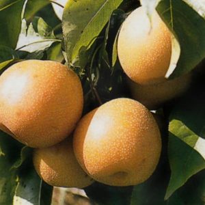 'Hosui' Japán Körte (Nashi)