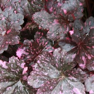 Heuchera 'Midnight Rose'/ Tűzeső (Tűzgyöngyvirág)