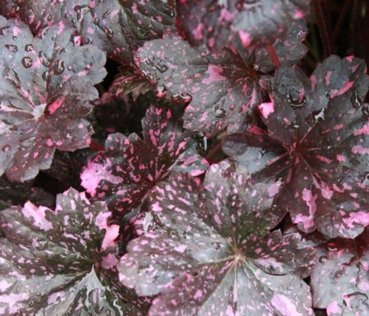 Heuchera 'Midnight Rose'/ Tűzeső (Tűzgyöngyvirág)