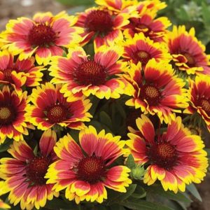 Gaillardia aristata 'Arizona Sun'/ Kokárdavirág
