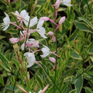 Gaura lindheimeri 'Corrie's Gold'/ Tarkalevelű díszgyertya