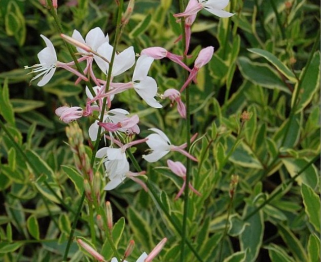 Gaura lindheimeri 'Corrie's Gold'/ Tarkalevelű díszgyertya