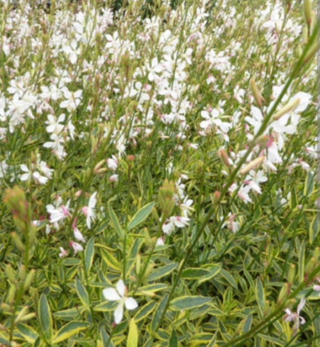 Gaura lindheimeri 'Corrie's Gold'/ Tarkalevelű díszgyertya - Image 2