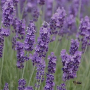 Lavandula x intermedia 'Grosso'/ Provanszi levendula