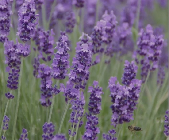 Lavandula x intermedia 'Grosso'/ Provanszi levendula