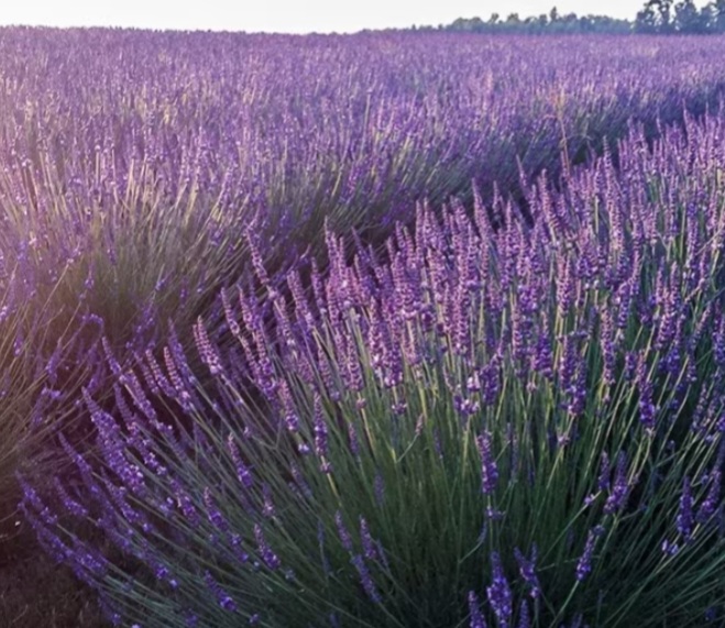 Lavandula x intermedia 'Grosso'/ Provanszi levendula - Image 2